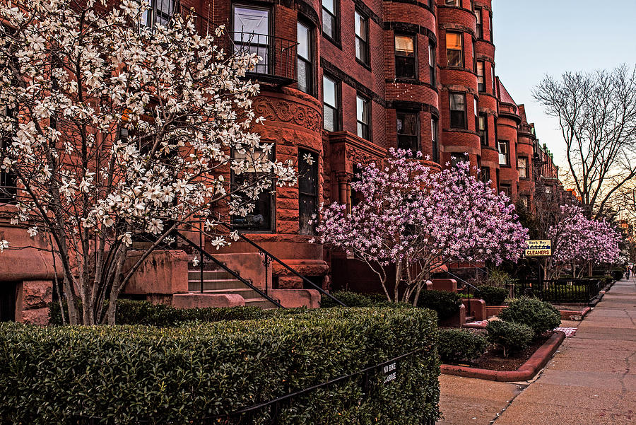 Boston MA Marlborough Street Beautiful Spring Trees and Brownstones Photograph by Toby McGuire