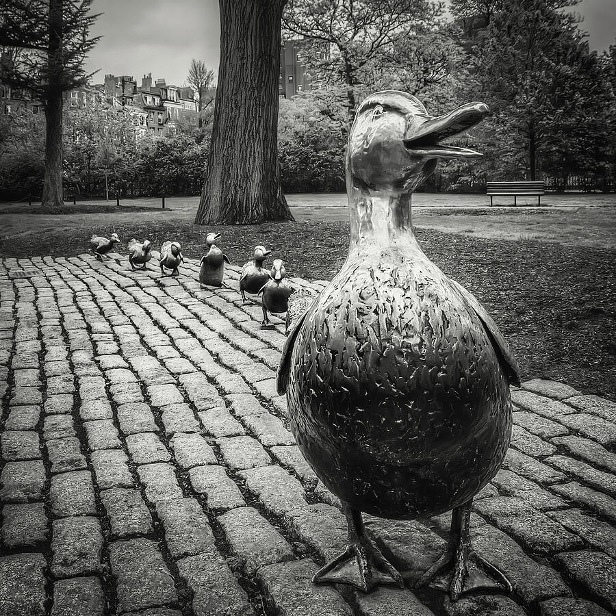 Boston Massachusetts Make Way For Ducklings Black and White Photograph by Carol Japp