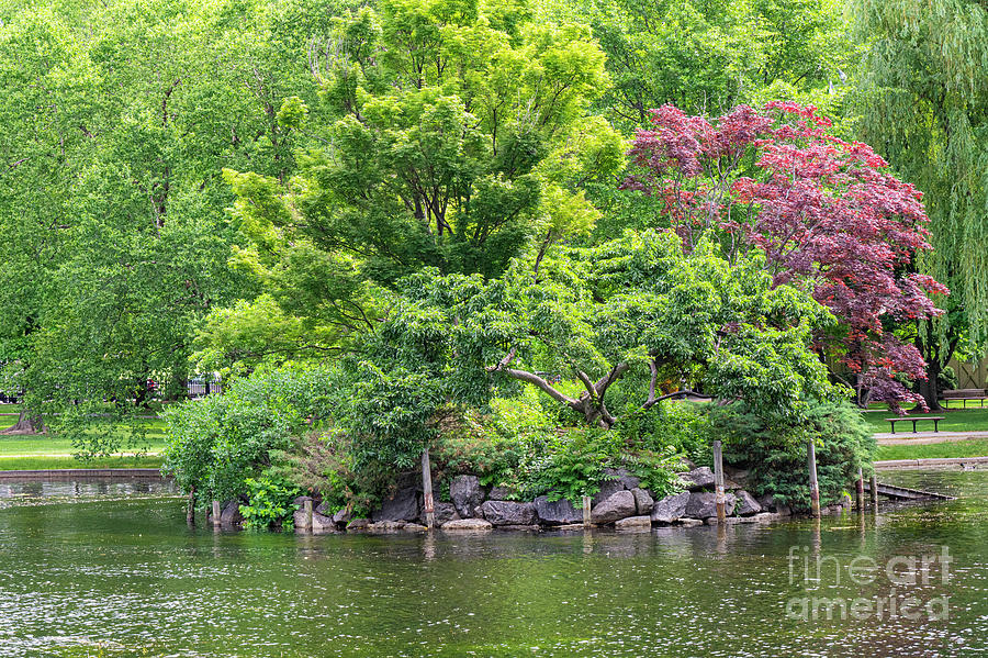 Boston Public Garden and Lagoon Landscape Photograph by Bob Phillips