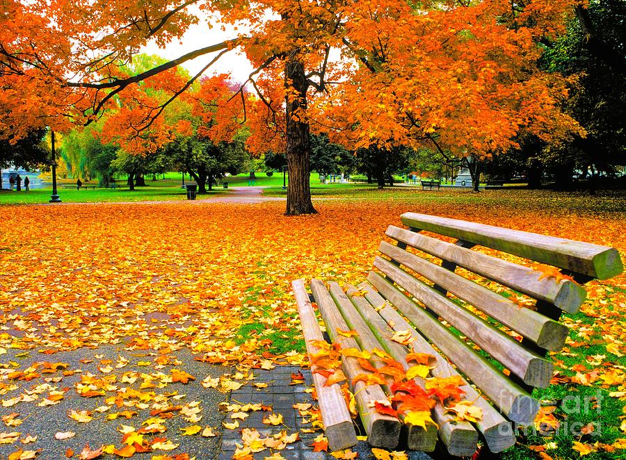 Boston Public Garden bench Photograph by Michael McCormack