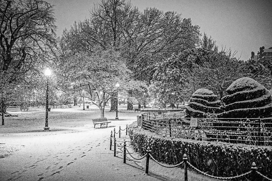 Boston Public Garden Snow Storm MA Massachusetts Shrubs Black and White Photograph by Toby McGuire