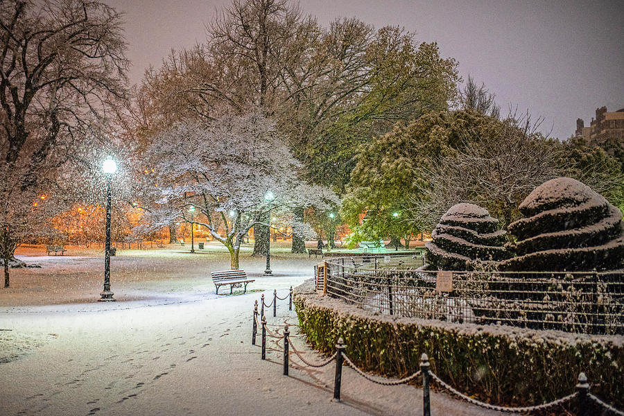 Boston Public Garden Snow Storm MA Massachusetts Shrubs Photograph by Toby McGuire