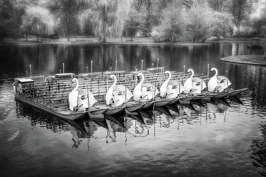 Boston Public Garden Swan Boats Black and White Photograph by Carol Japp