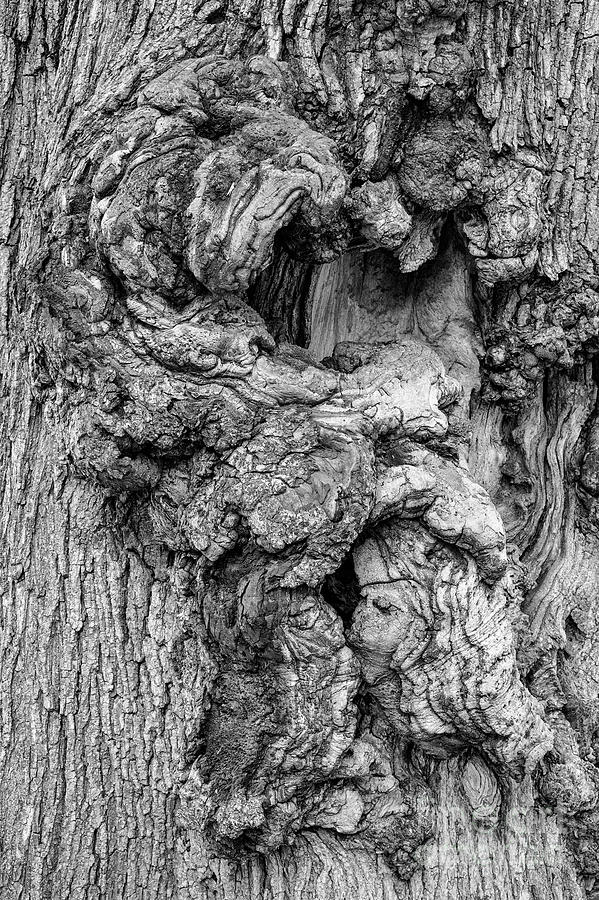 Boston Public Gardens Ash Tree Trunk 2 Photograph by Bob Phillips
