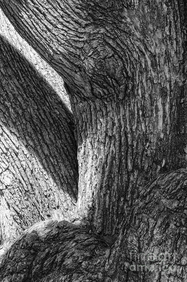 Boston Public Gardens Common Oak 2 Photograph by Bob Phillips