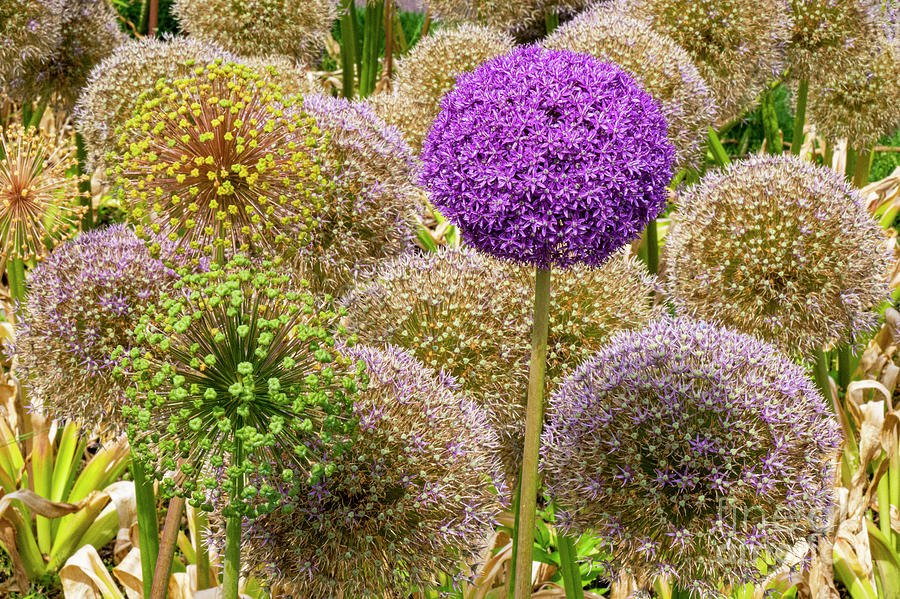 Boston Public Gardens Giant Onion Colored Blooms Photograph by Bob Phillips