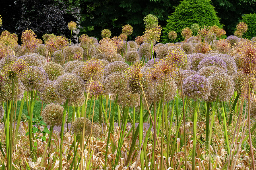 Boston Public Gardens Giant Onion Plants Photograph by Bob Phillips