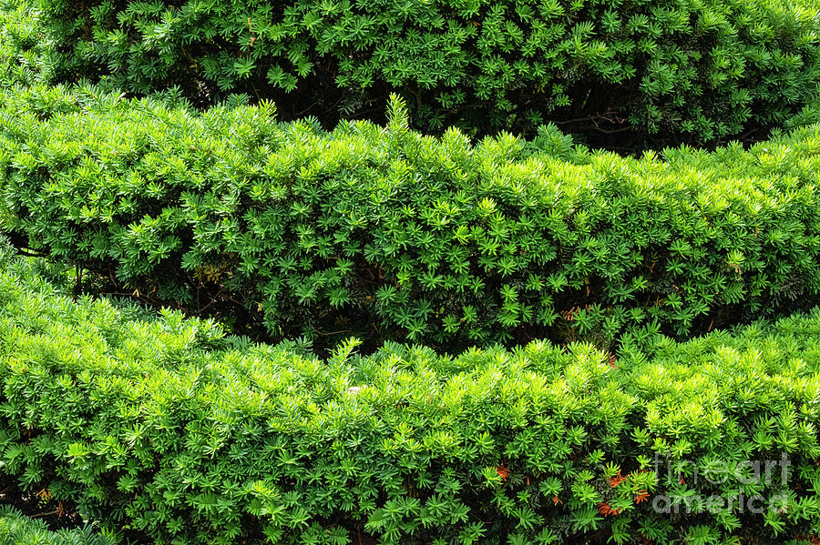 Boston Public Gardens Japanese Yew Photograph by Bob Phillips