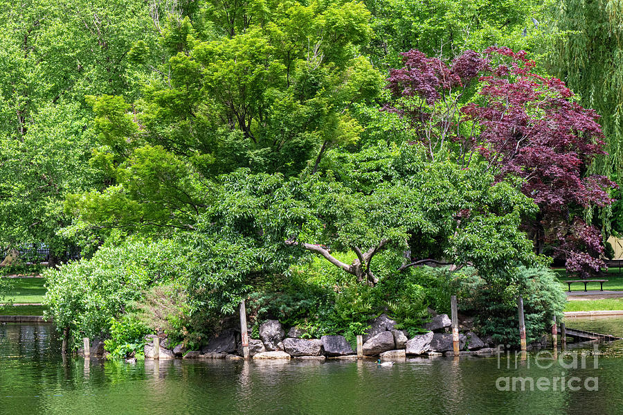 Boston Public Gardens Trees and Lagoon Photograph by Bob Phillips