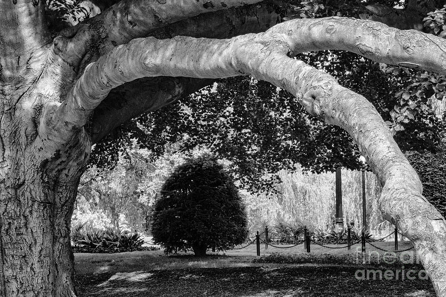 Boston Public Gardens Yew Tree Framed in Beech Tree Limbs 2 Photograph by Bob Phillips