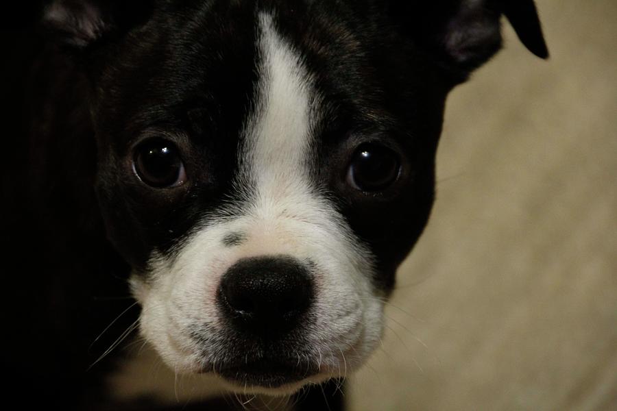 Boston Terrier Puppy Stare Photograph by Valerie Collins