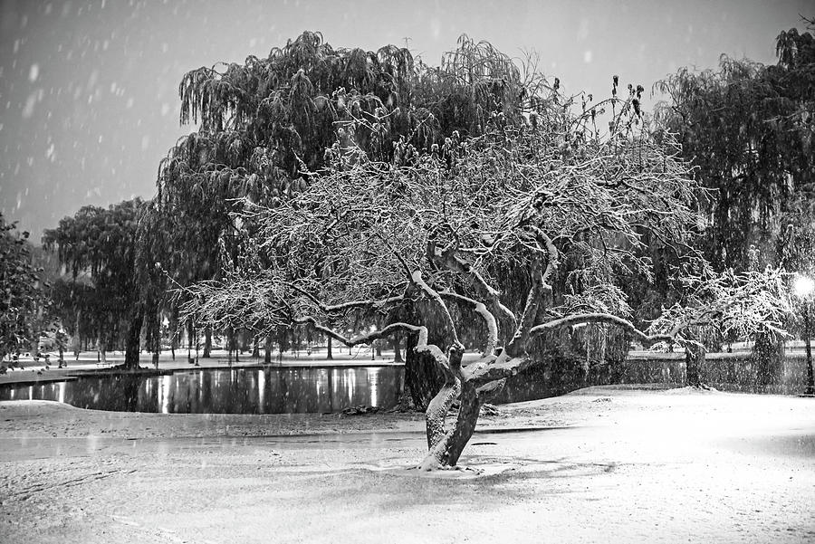Boston Snowfall in the Boston Public Garden Boston MA Tree Black and White Photograph by Toby McGuire