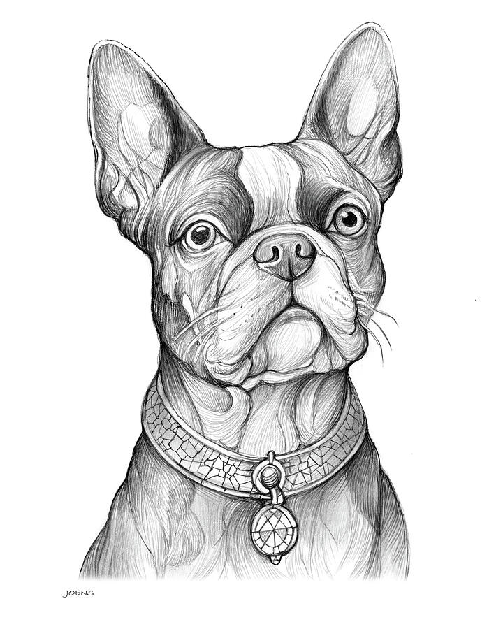 Boston Drawing - Boston Terrier 25FEB25 by Greg Joens Boston Drawing - Boston Terrier 25FEB25 by Greg Joens