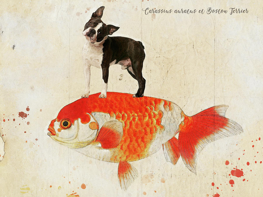 Boston Terrier Art Boston Terrier dog riding Goldfish  Painting by Sandra Sij