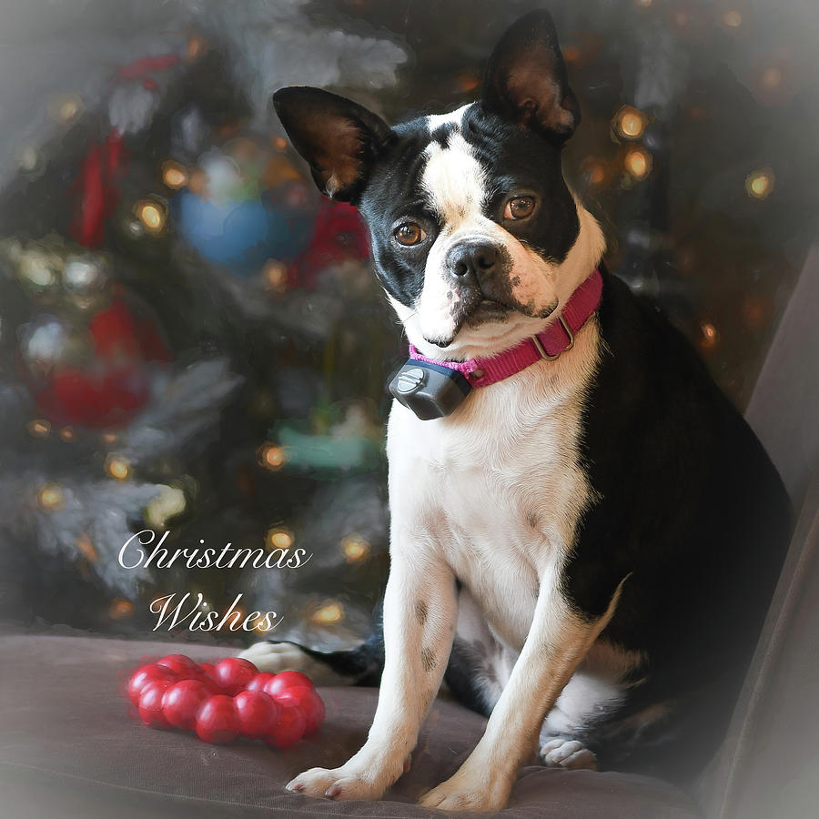 Boston Terrier Christmas Photograph by Mary Lynn