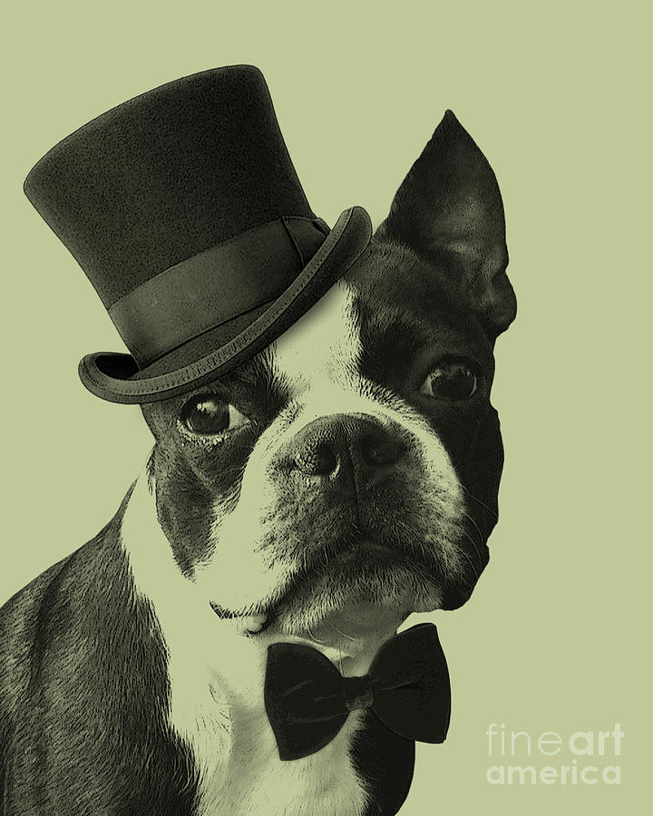 Dog Mixed Media - Boston Terrier Gentleman by Madame Memento
