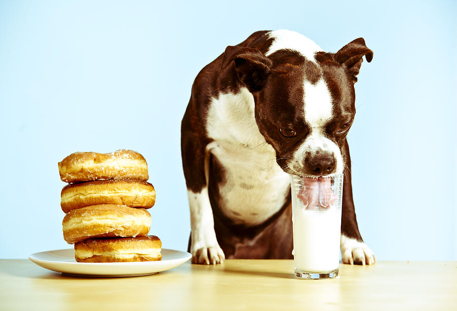 Boston Terrier having Breakfast Photograph by Chuckcollier