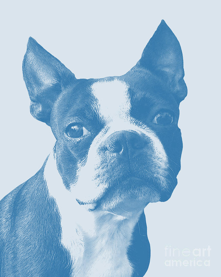 Dog Digital Art - Boston Terrier In Blue by Madame Memento