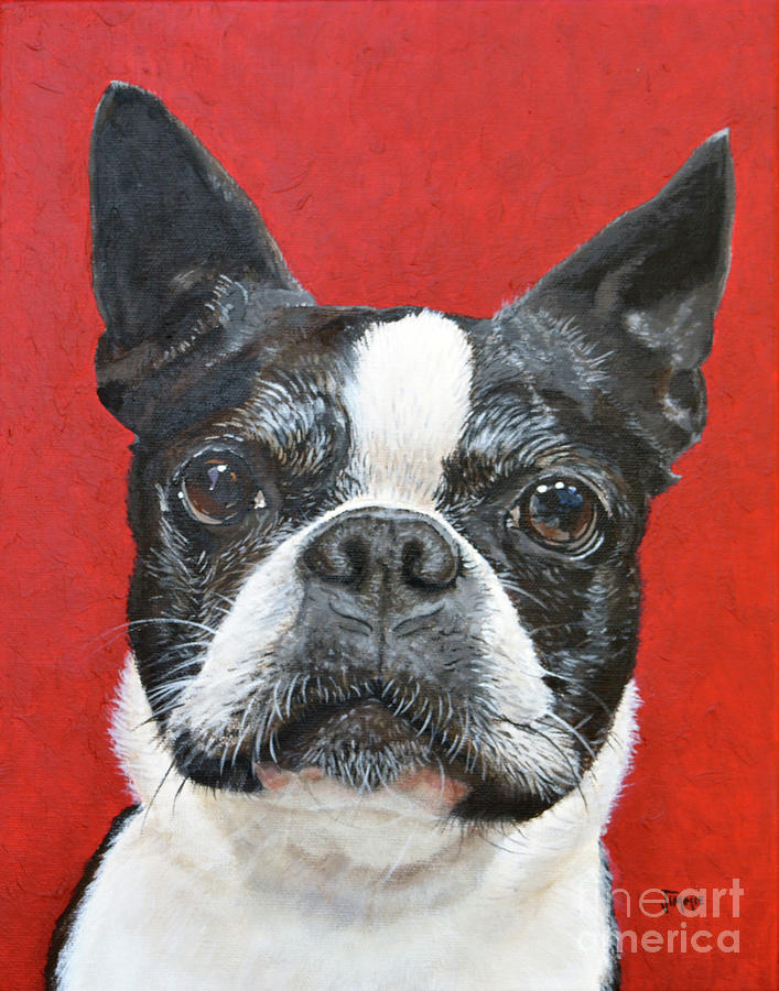 Black And White Painting - Boston Terrier  by Jimmie Bartlett