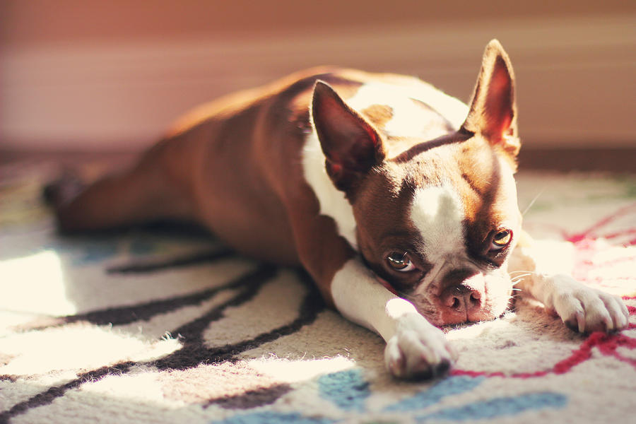 Boston terrier laying in sunlight Photograph by Genevieve Morrison