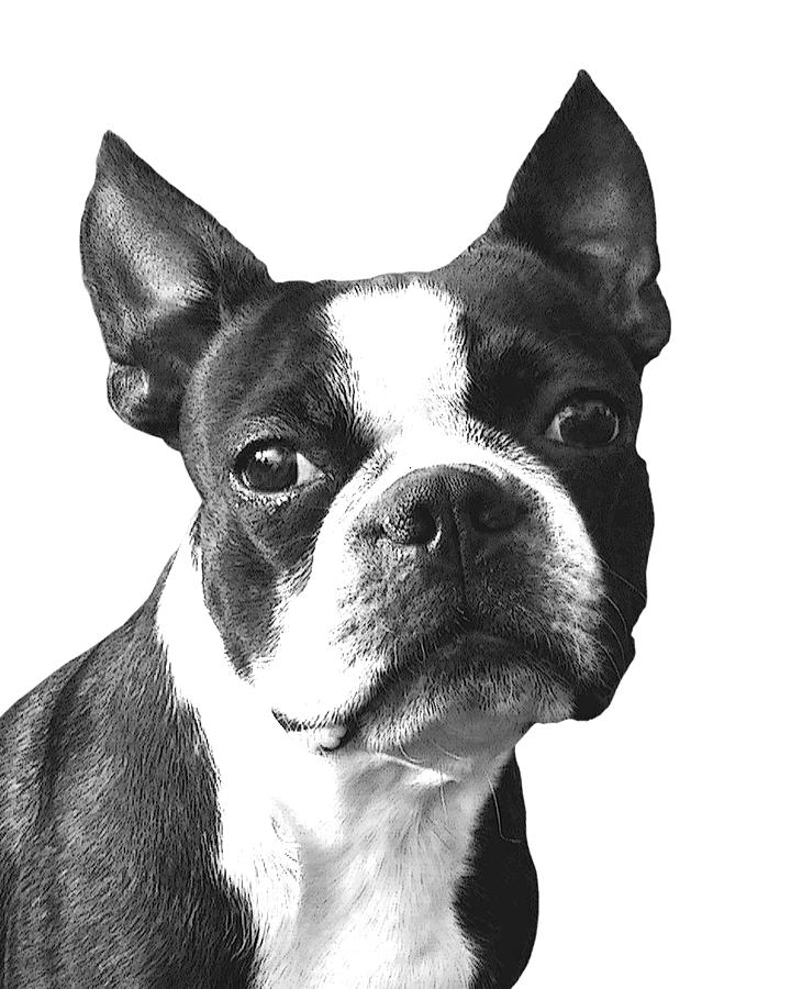 Dog Digital Art - Boston Terrier  by Madame Memento