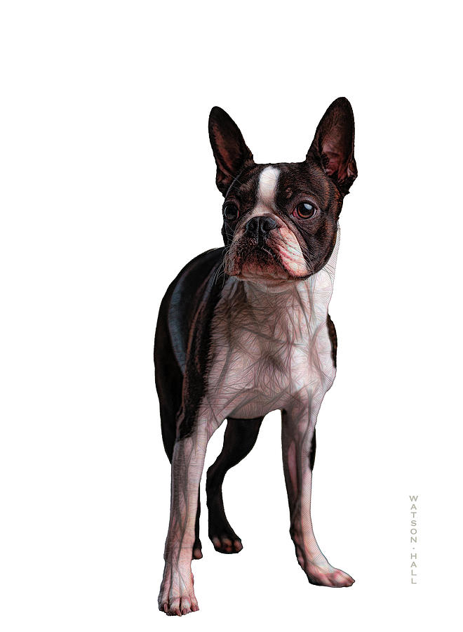 Boston Terrier Digital Art by Marlene Watson