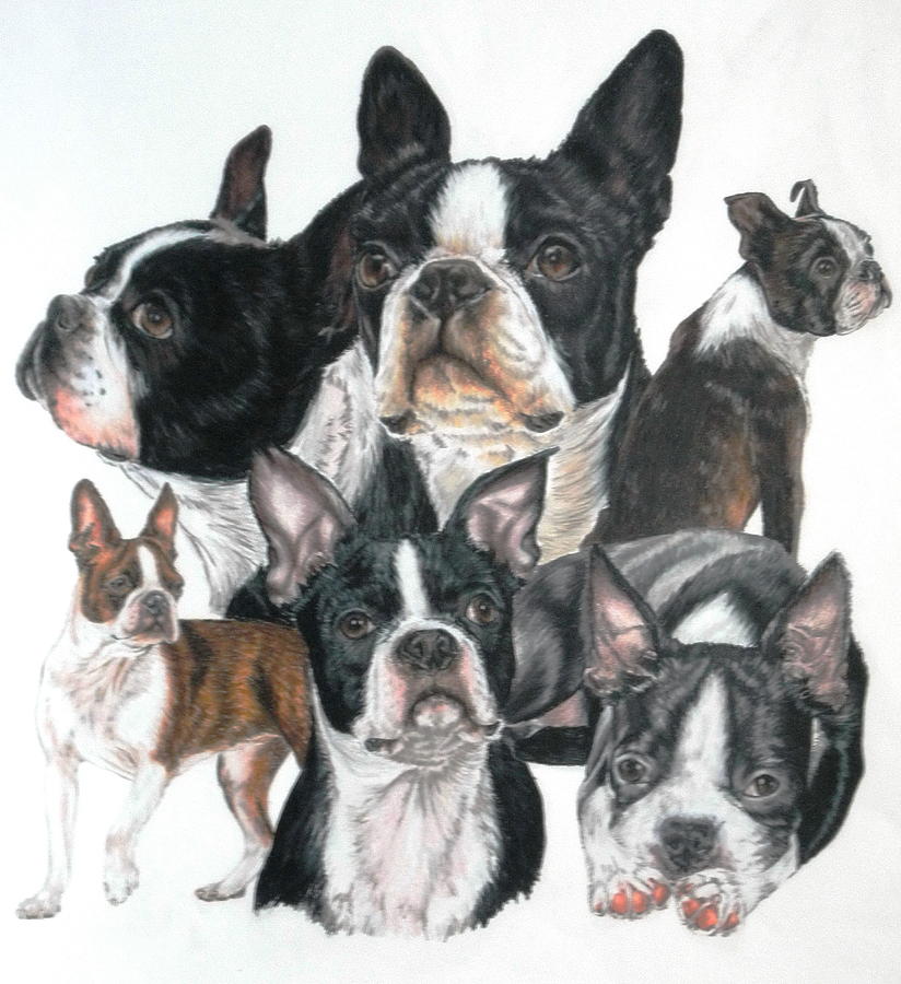 Boston Terrier Montage Drawing by Barbara Keith