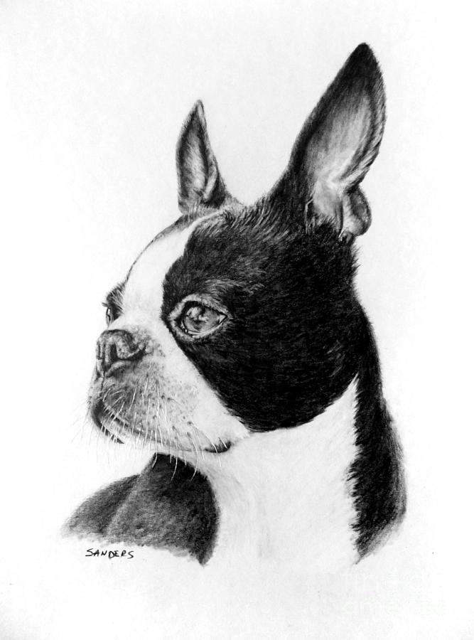 Boston Terrier, Nikki Drawing by Pamela Sanders