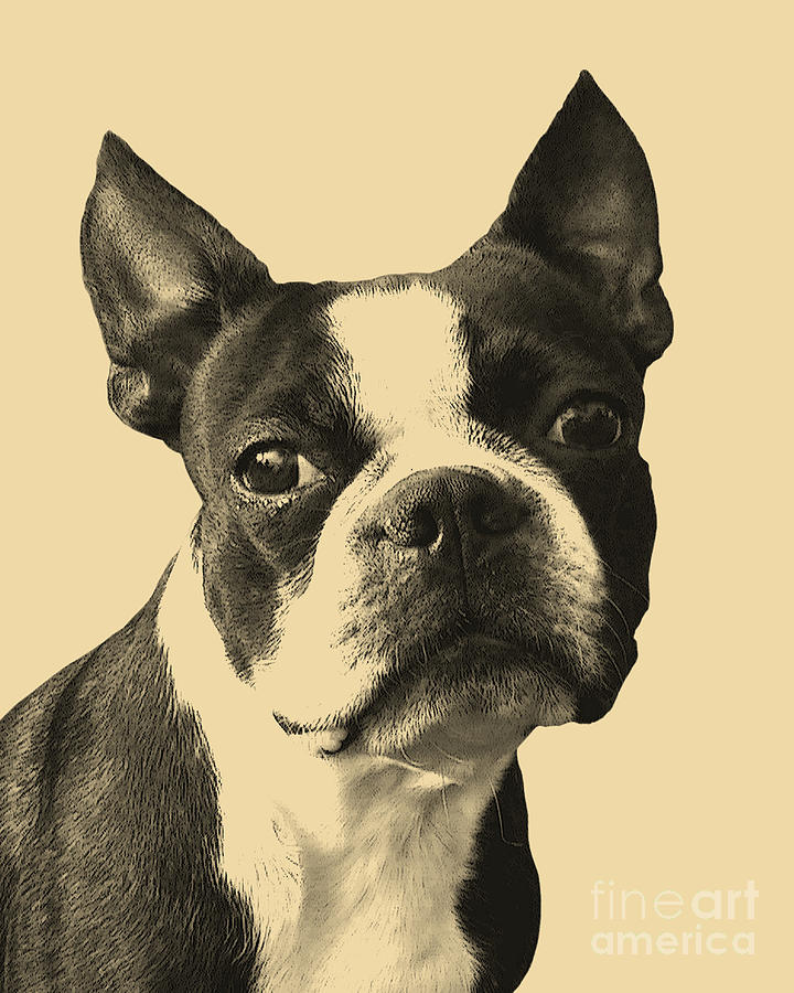 Dog Digital Art - Boston Terrier Portrait by Madame Memento