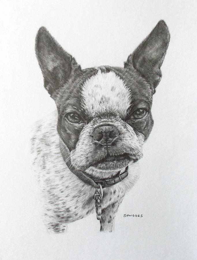 Boston Terrier, Puggie Drawing by Pamela Sanders