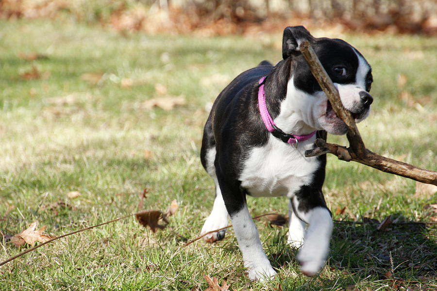 Boston Terrier Pup and Stick Photograph by Valerie Collins