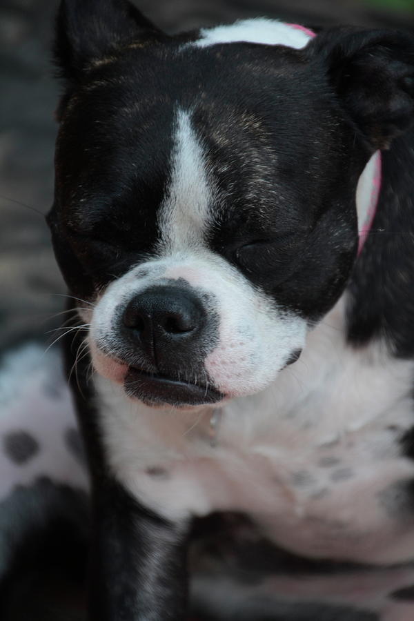 Boston Terrier Pup Closed Eyes Photograph by Valerie Collins