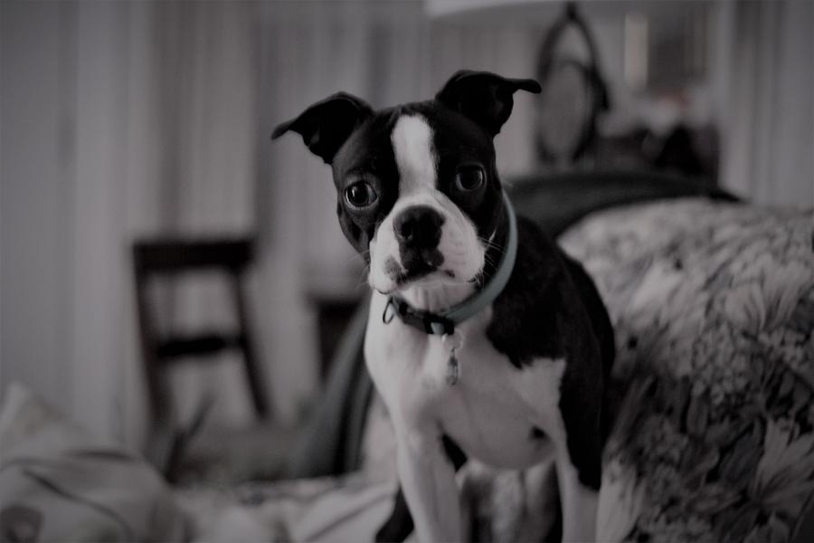 Boston Terrier Pup Photograph by Valerie Collins