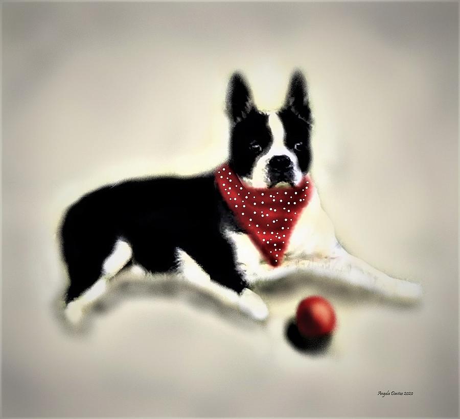 Boston Terrier Ready for Fun Photograph by Angela Davies