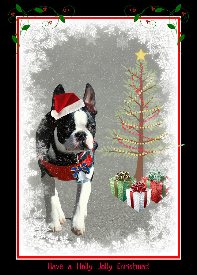 Boston Terrier Santa Photograph by Marilyn DeBlock - Fine Art America