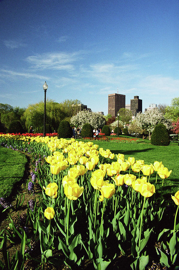 Boston Tulips Photograph by Michael McCormack