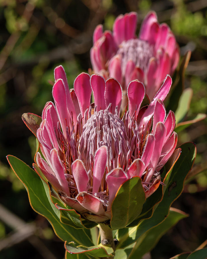 Bot River Protea 2-28 Photograph by Bruce Frye - Fine Art America