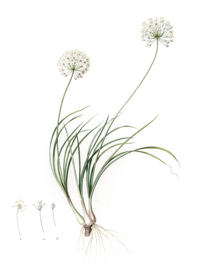 Botanical Allium Cottagecore Aesthetic Digital Art