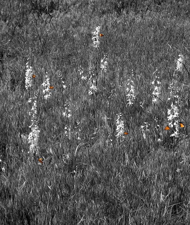 Field of Larkspur Selective Color Botanical Art Mixed Media by Shelli Fitzpatrick