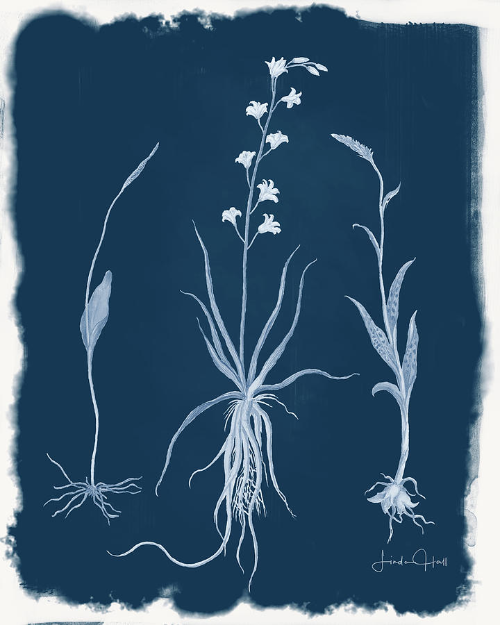 Flower Digital Art - Botanical Cyanotype Series No. Five by Linda Lee Hall