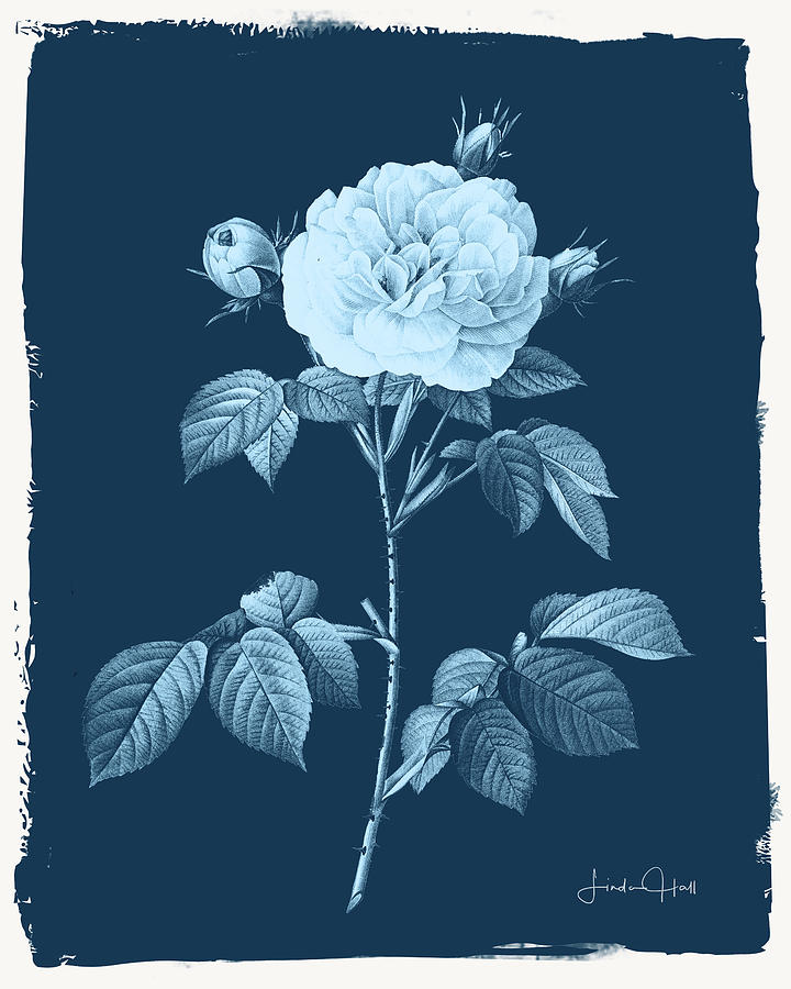 Flowers Still Life Digital Art - Botanical Cyanotype Series No. Four by Linda Lee Hall