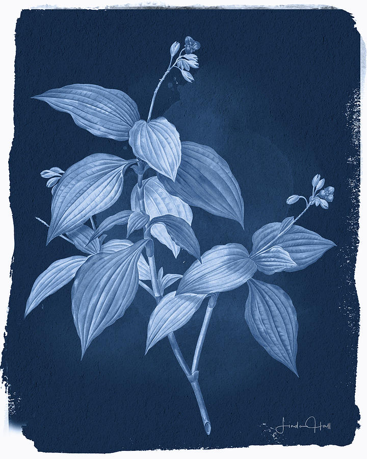 Flower Digital Art - Botanical Cyanotype Series No. One by Linda Lee Hall