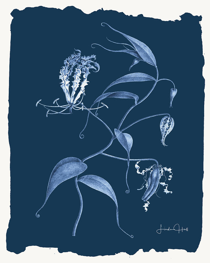 Flower Digital Art - Botanical Cyanotype Series No. Seven by Linda Lee Hall