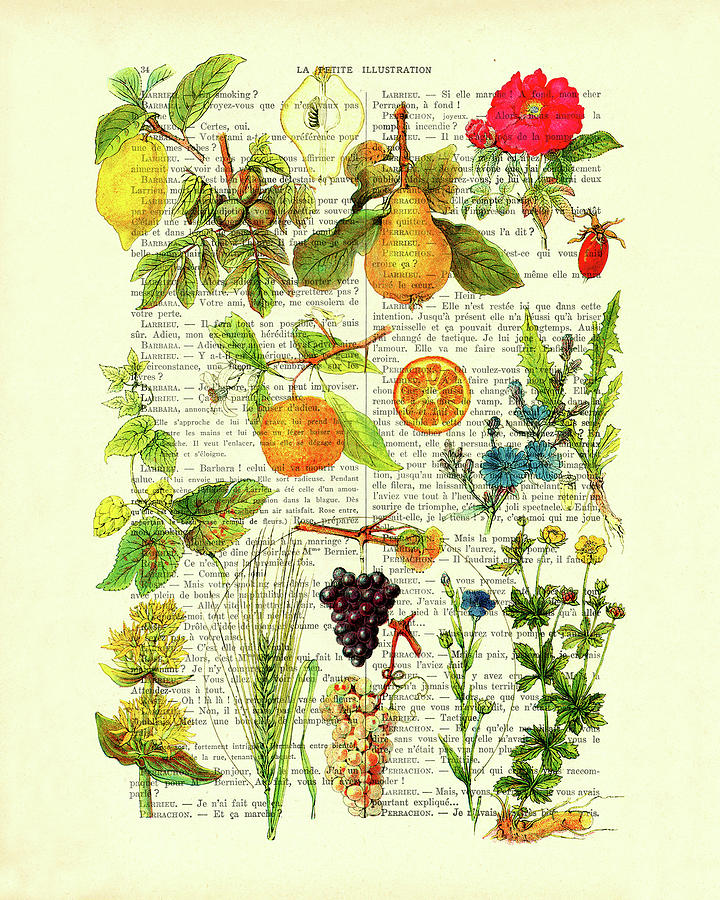 Fruit Digital Art - Botanical fruit chart in color on antique French book page by Madame Memento