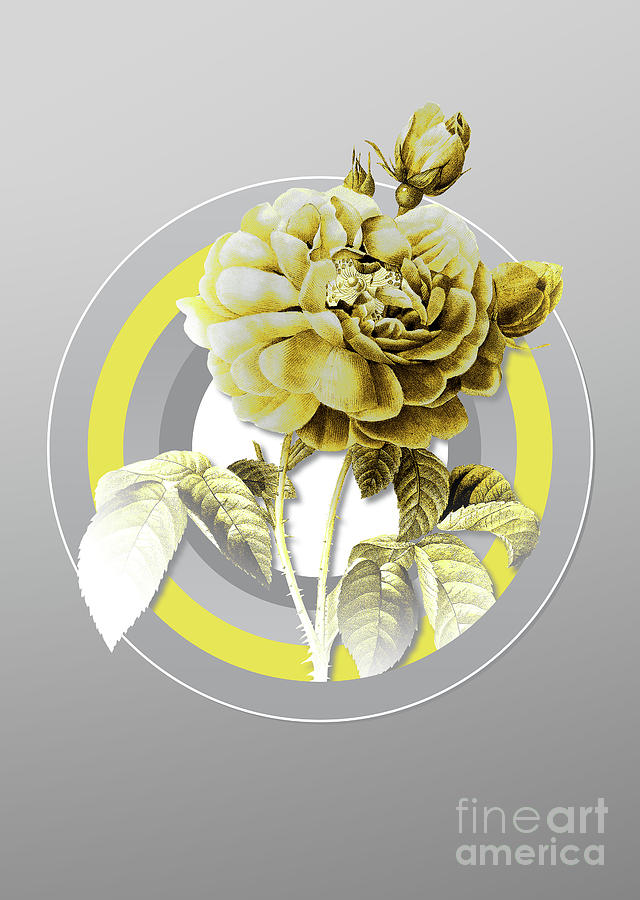 Flower Painting - Botanical Gallic Rose in Yellow and Gray Gradient n.274 by Holy Rock Design