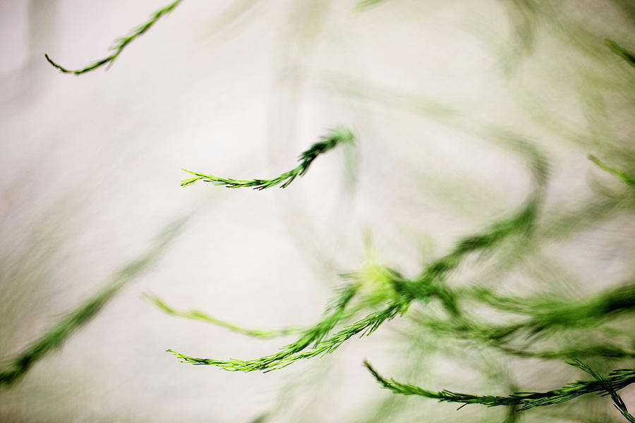 Asparagus Photograph -  Botanical Garden 2 by Nailia Schwarz