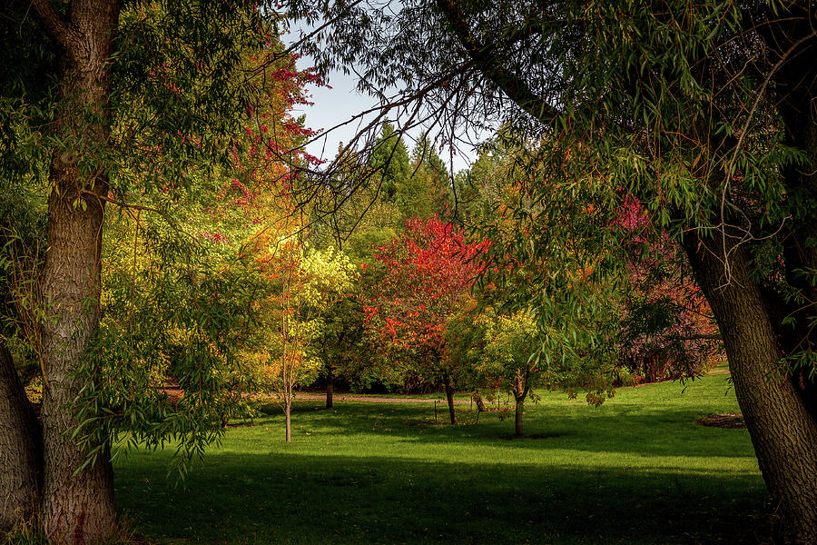Botanical Garden Color Photograph by David Patterson