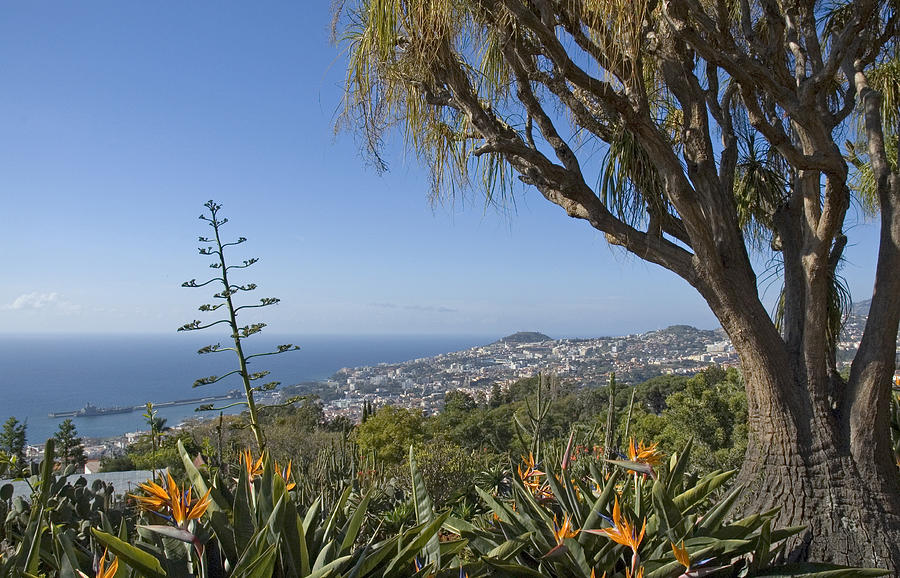 Botanical Garden, Madeira Photograph by Kontrast-fotodesign