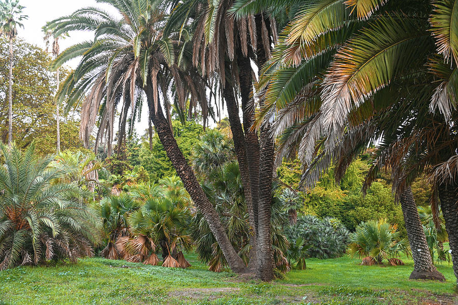 Botanical Garden of Rome 18 Photograph by Jenny Rainbow - Pixels