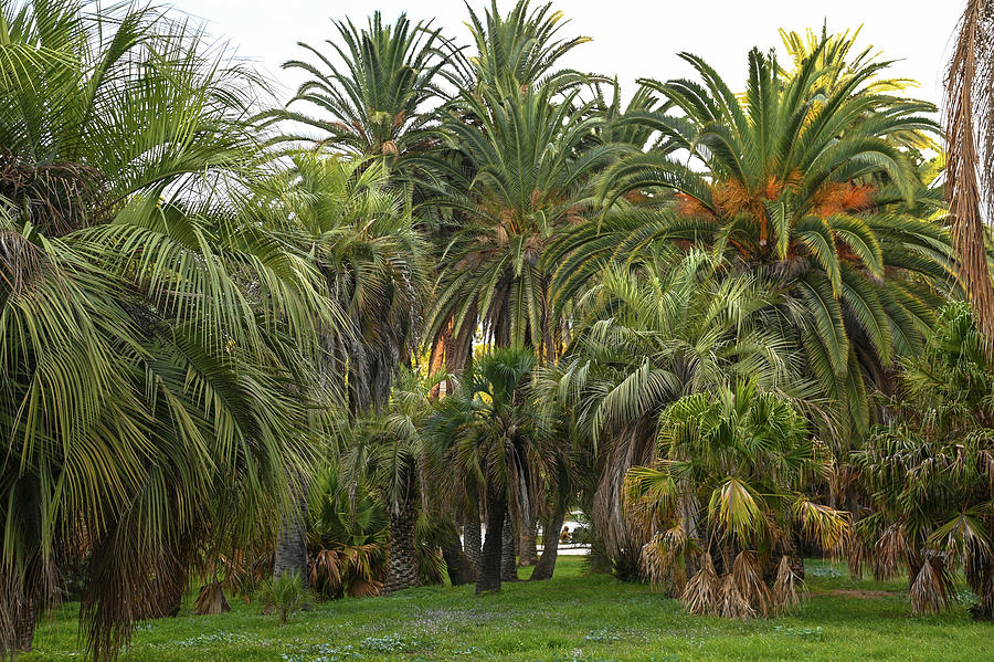 Botanical Garden of Rome 21 Photograph by Jenny Rainbow - Fine Art America